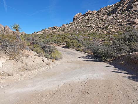 Christmas Tree Pass Road