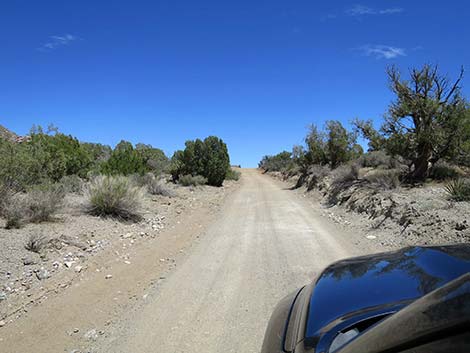 Christmas Tree Pass Road