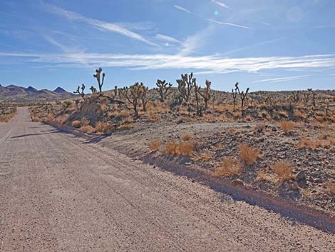 Walking Box Ranch Road