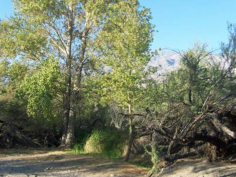 Mesquite Spring Campground