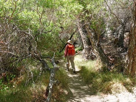 Darwin Falls Trail