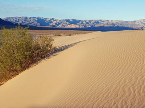 Mesquite Flat Sand Dunes