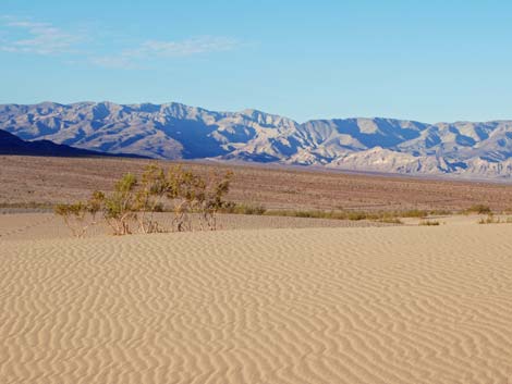 Mesquite Flat Sand Dunes