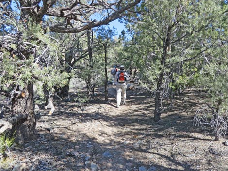 Wildrose Peak