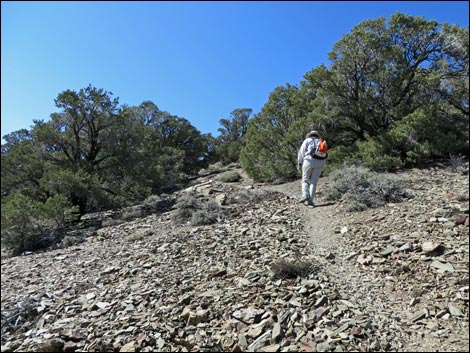 Wildrose Peak