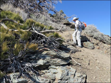 Wildrose Peak