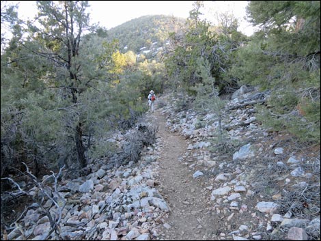 Wildrose Peak