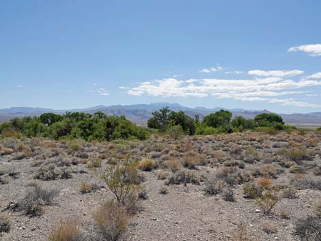 Bighorn Trail