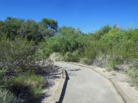 Bighorn Trail