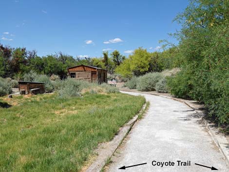 Coyote Trail