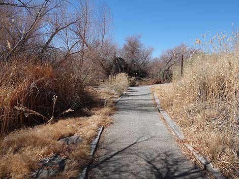 Jackrabbit Loop Trail