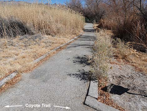 Jackrabbit Loop Trail