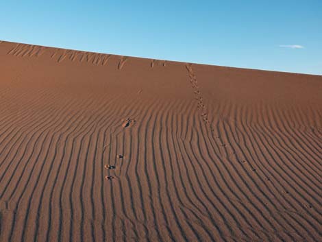 Desert Dry Lake Dunes