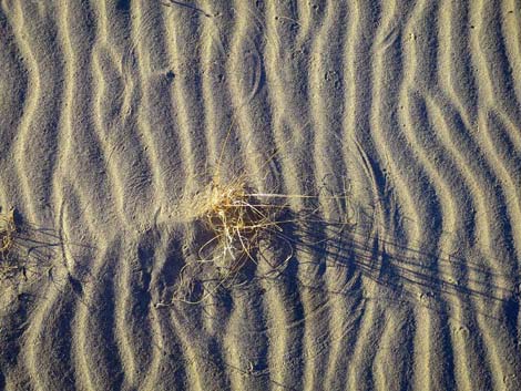 Desert Dry Lake Dunes North