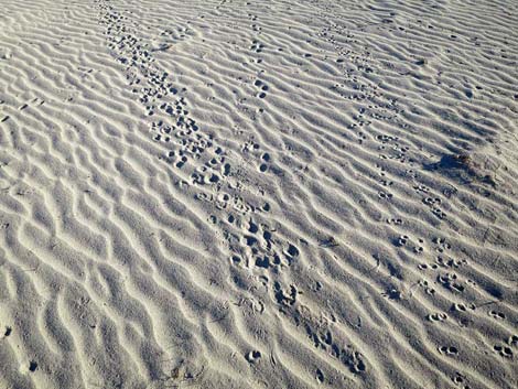 Desert Dry Lake Dunes North