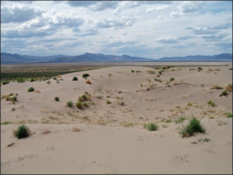 Desert Dry Lake Dunes South