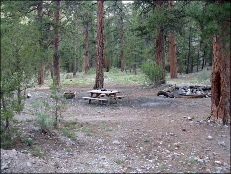 Hidden Forest Cabin