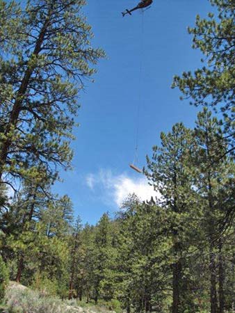 Hidden Forest Cabin Restoration