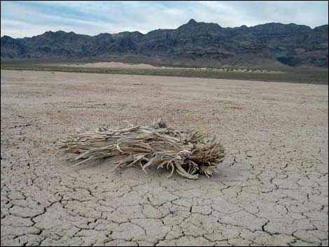 Desert Dry Lake Corral