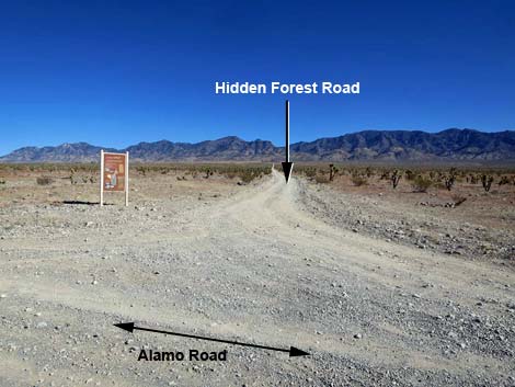 Alamo Road