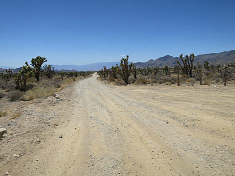 Mormon Well Road