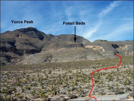 yucca peak fossils