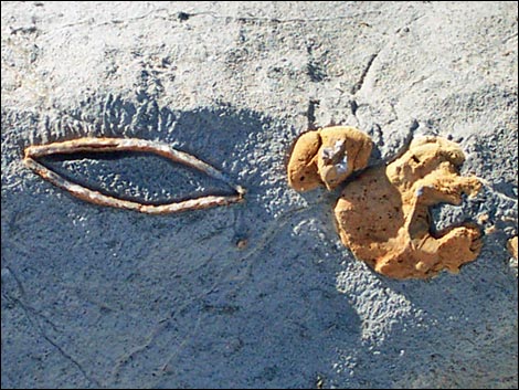 yucca peak fossils