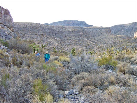 Yucca Peak Fossils