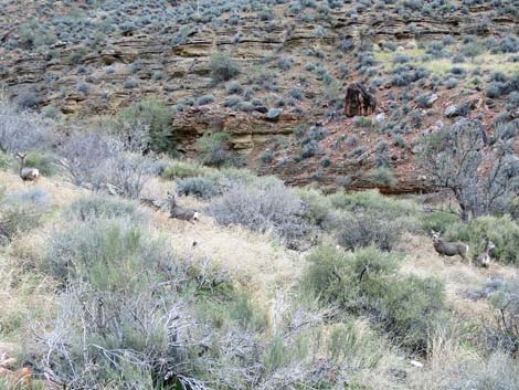 Bright Angel Trail