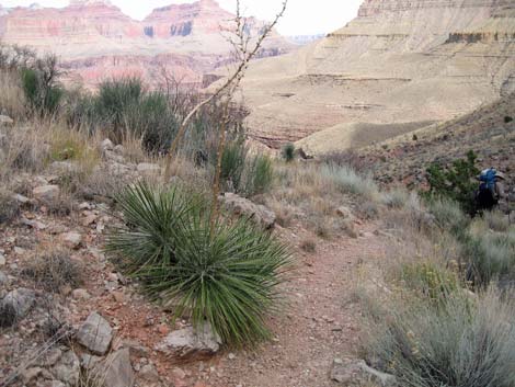  Page Spring Trail below Page Spring junction. (view NE)