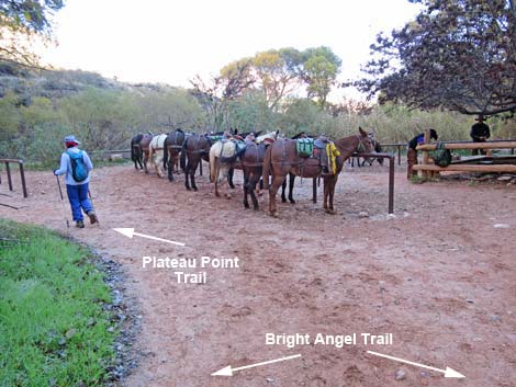 Plateau Point Trail