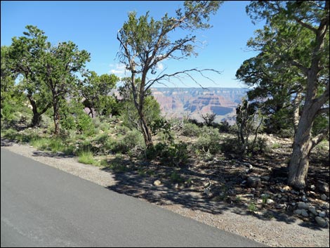 Rim Trail