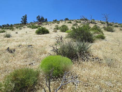 Billy Goat Peak