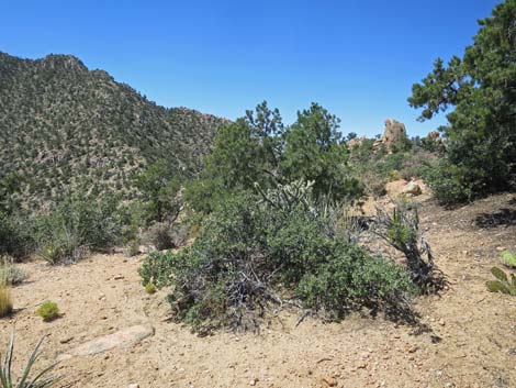 Billy Goat Peak