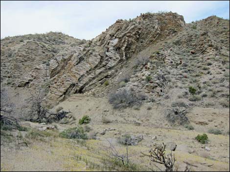 Cottonwood Canyon