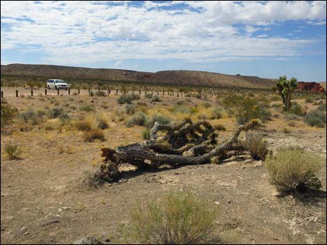 First Rock Campsites