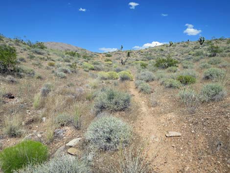 Doodlebug Arch