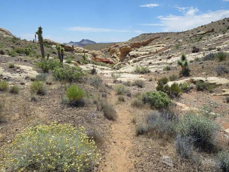 Doodlebug Canyon