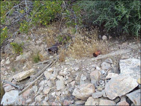 Lincoln Mine Route