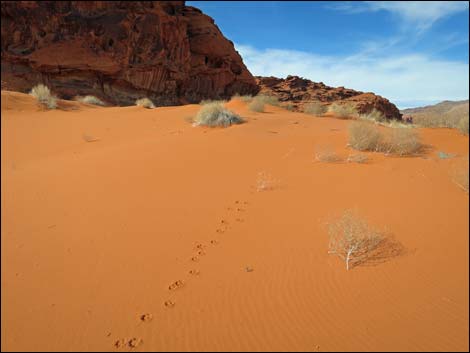 Mud Wash Dunes