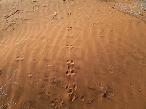 Mud Wash Dunes