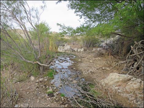 Horse Spring