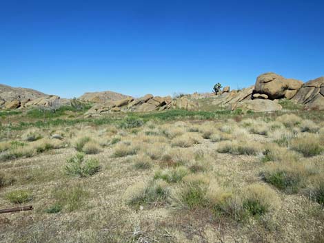 Gold Butte Townsite