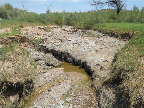 Red Bluff Spring