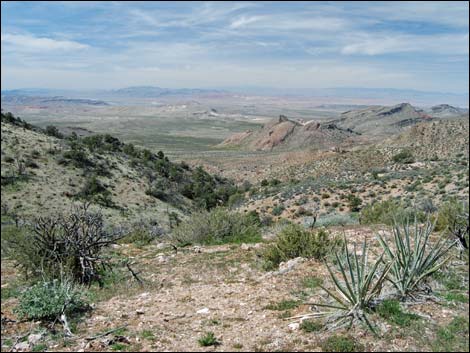 Billy Goat Peak Road