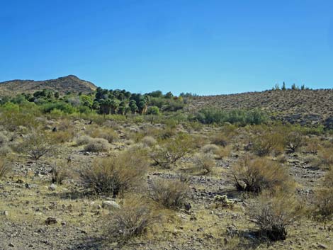 Gold Butte Road