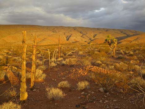 Gold Butte Road