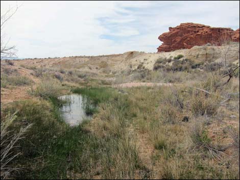 Red Rock Springs