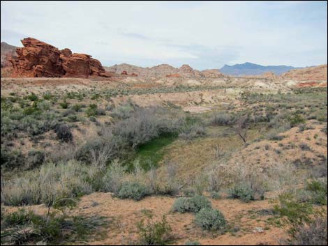 Red Rock Springs