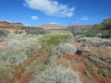 Red Rock Springs